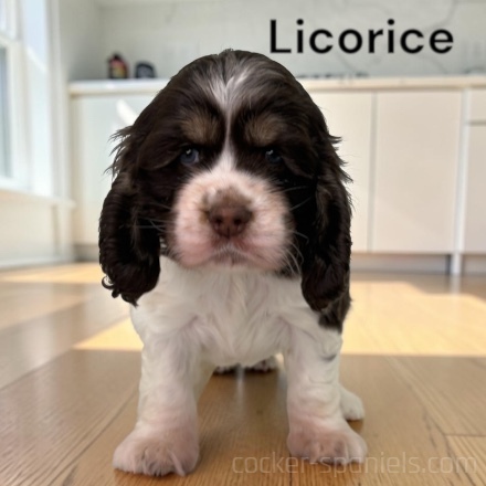 puppy, for, sale, Cocker Spaniel, Joe & Cherri  Overlease, dog, breeder, Miller, MO, dog-breeder, puppy-for-sale, forsale, nearby, find, puppyfind, locator, puppylocator, aca